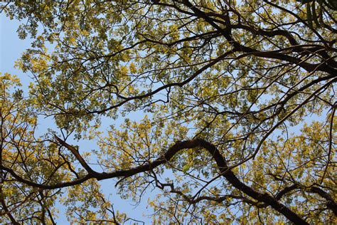 Free Images Tree Forest Branch Blossom Sunlight Leaf Flower