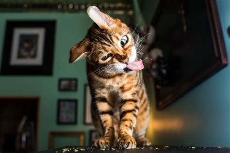 This Photographer Takes Photos Of Cats High On Catnip 19 Pics Demilked