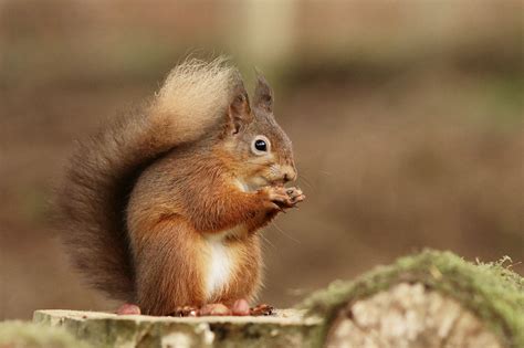 Free Photo Brown Squirrel Animal Brown Cute Free Download Jooinn