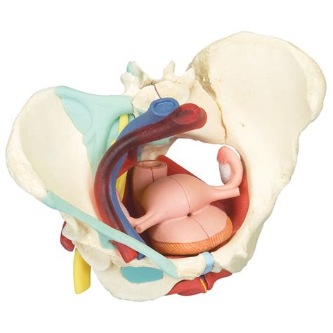 Female Pelvis With Ligaments Nerves Pelvic Floor And Organs Model