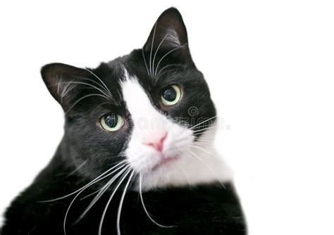 A Black And White Domestic Shorthair Tuxedo Cat Looking At The Camera