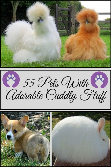 Fluffy Animals Animals And Pets Adorable Animals Dog Treats Cuddly
