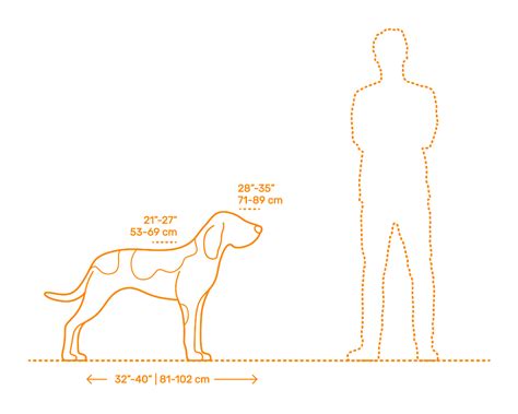 American English Coonhound Dimensions And Drawings