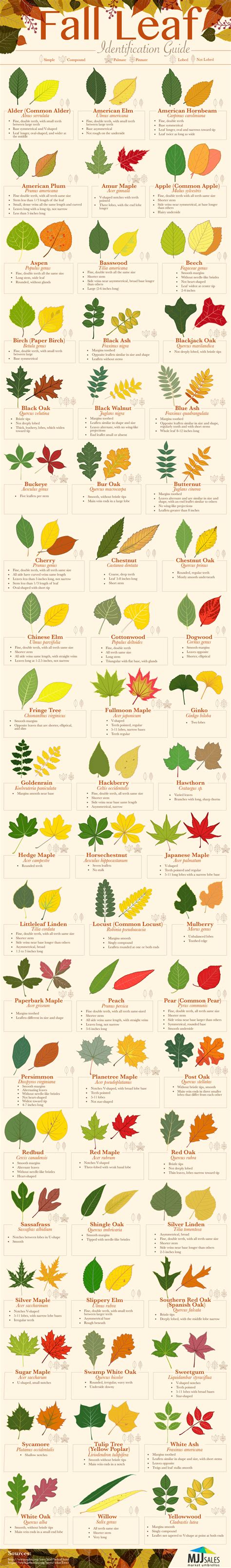Fall Leaf Identification Guide Infographic