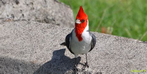 Red Crested Cardinal Auf Oahu Hawaii Foto And Bild Tiere Wildlife
