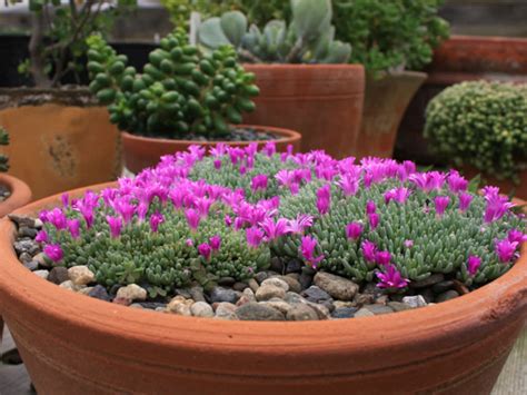 Delosperma Sphalmanthoides Tufted Ice Plant World Of Succulents