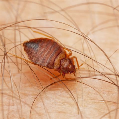 Are Bed Bugs Really Dangerous Fantastic Pest Control Australia