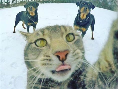 The Best Pet Selfies Average Janes Blog
