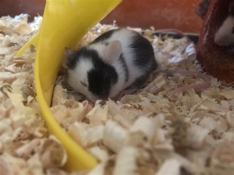 Mouse Rodents For Sale Omaha Ne 312644 Petzlover