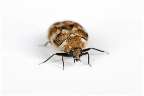 4 Ways To Use Carpet Beetle Traps Pest Control