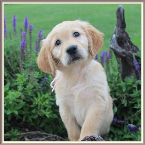 Spencer is an adorable f1 mini goldendoodle. Mini Golden Retriever Puppies For Sale - Animal Friends