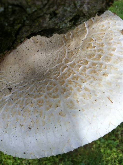 Large White Mushroom All Mushroom Info