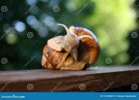 Reproduction Process Of Two Snails Stock Photo Image Of Animal Macro
