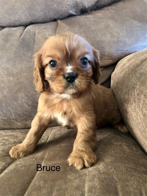Explore 58 listings for king charles cavalier puppies for sale uk at best prices. Cavalier King Charles Spaniel Puppies For Sale | Des ...