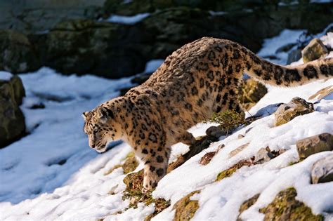 2560x1080 Resolution Snow Leopard Walking On Snow Hd Wallpaper