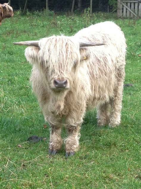 Highland Cattle Scottish Highland Calf Baby Highland Cow Scottish Cow