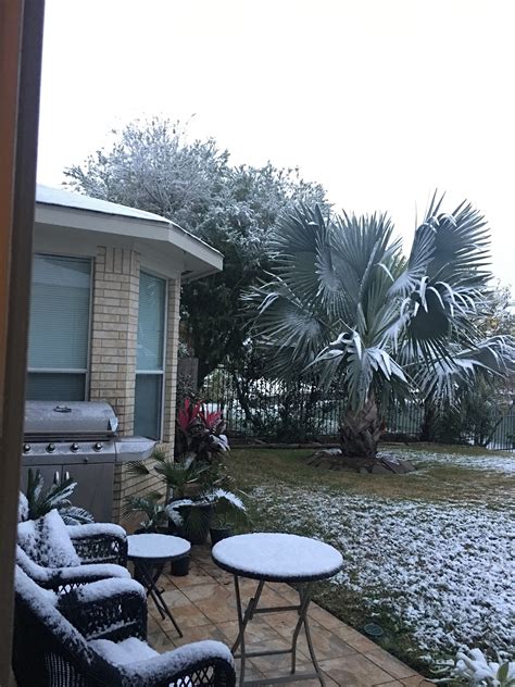 Snowy Palms In Houston Discussing Palm Trees Worldwide Palmtalk