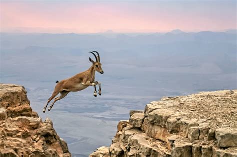 A Nubian Ibex In Israels Negev Credit Archives 2200 X 1460 Os