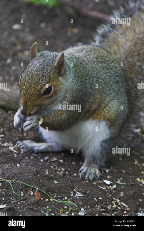 Grey Squirrel Eating Stock Photo Alamy