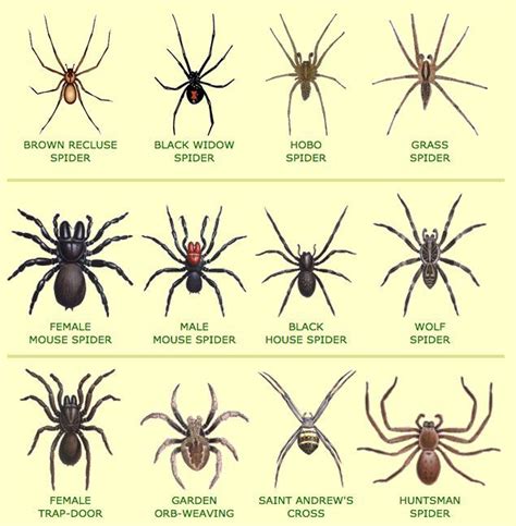 Identification Chart Common Missouri Spiders