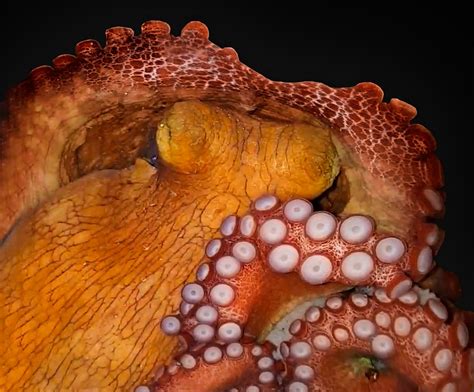 Octopuses Gone Wild Cephalopods Caught Throwing Silt Shells At Each