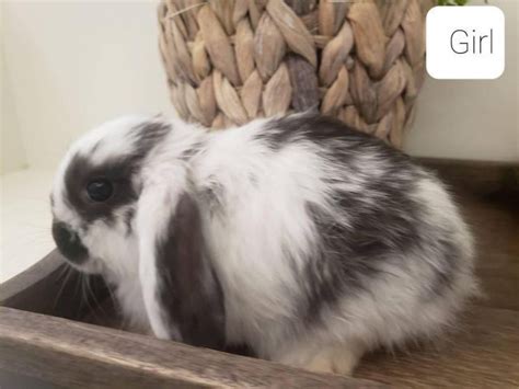 2 Purebred Holland Lop Baby Bunnies For Sale Roseville Bunnies For