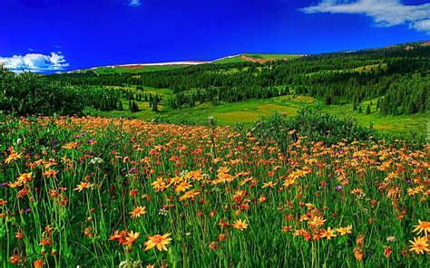 Spring Mountain Flowers Meadow With Green Grass Forest With Pine Trees