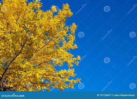 Bright Autumn Background Of Nature Yellow Autumn Ash Leaves Against A