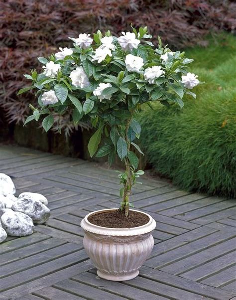 Growing Gardenias In Pots Gardenia Tree Care And How To Grow It