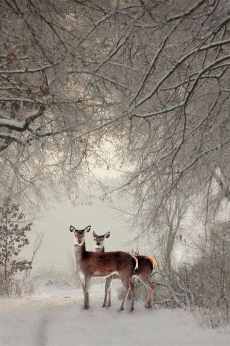 Hoertjes In De Sneeuw Winter Scenes Animals Beautiful Winter Scenery