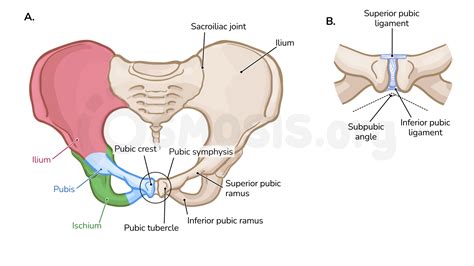 Anatomy Of The Pelvic Girdle Video Anatomy Osmosis Sexiz Pix The Best