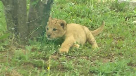 First Lion Cub Born At Dallas Zoo In More Than 40 Years Youtube