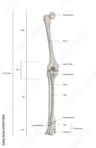 Leg Anatomy Bones