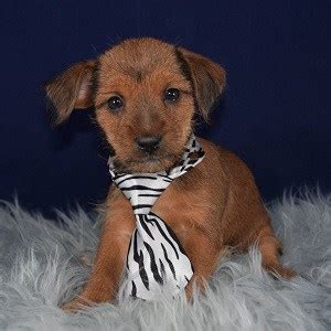 This will help keep your pup's nails from getting too long and making movement uncomfortable or painful. Yorkie Mix Puppies For Sale in PA | Yorkie Mixed Puppy ...