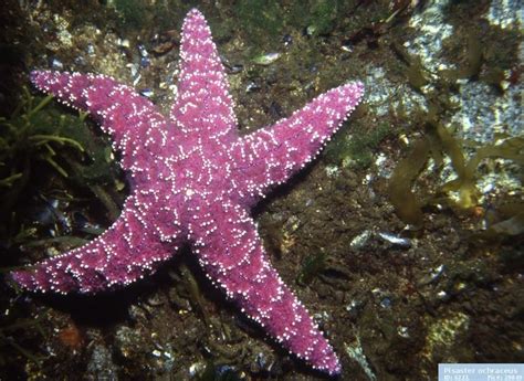 Pisaster Ochraceus Sea Starfish Sea Creatures Ocean Animals