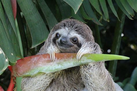 8 Facts You Really Didn’t Know About Sloths