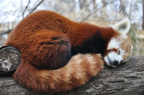 Sleeping Red Panda Picture Of Turtle Back Zoo West Orange Tripadvisor