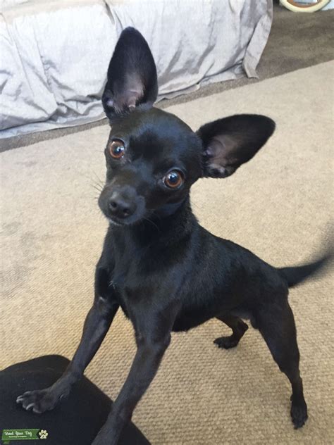 Female Chihuahua Looking For A Stud Stud Dog Los Angeles California