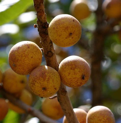 Zimbabwean Tropical Fruit Treesuapaca Kirkiana Commonly Known As