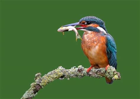 10 Best Places To See A Kingfisher In The Uk Milton
