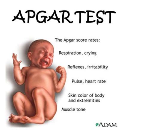 Virginia Apgar Surgeon Anesthesiologist Pediatrician Apgar Score