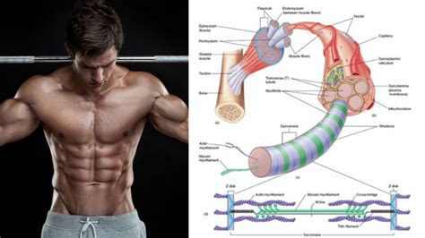 Science Of Muscle Hypertrophy Spotmebro Com