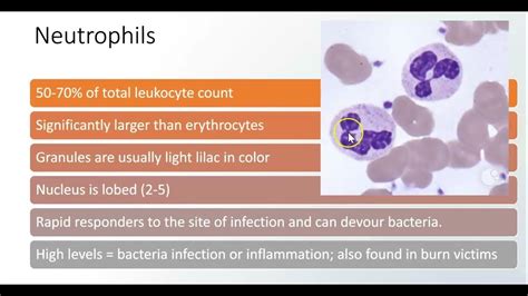 Leukocytes Youtube