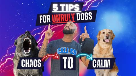 5 Tips For An Overly Excited Dog Youtube