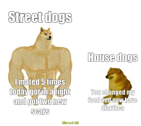 Doge Meme By Sleepydream Memedroid