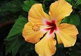 What Does A Hibiscus Flower Look Like