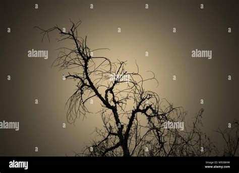 Trees And Sky Sepia Stock Photo Alamy