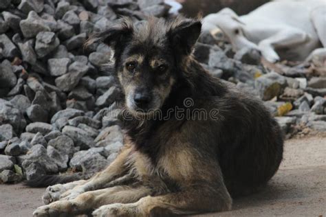 Homeless Dog Sitting On The Road Stock Photo Image Of Mammal Rural