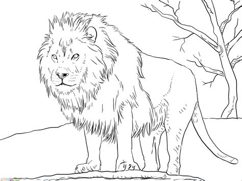 Mewarnai Gambar Hewan Anak Singa Ariel Para Colorir D - vrogue.co