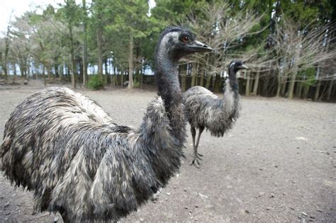 Two Emu Birds Flightless Type Stock Image Image Of Legged Scruffy